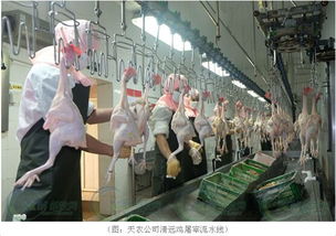 筑牢安全防線 守護“舌尖”健康——廣東全面開展動物防疫“消毒滅原日”活動，重點強化屠宰設備清潔消毒